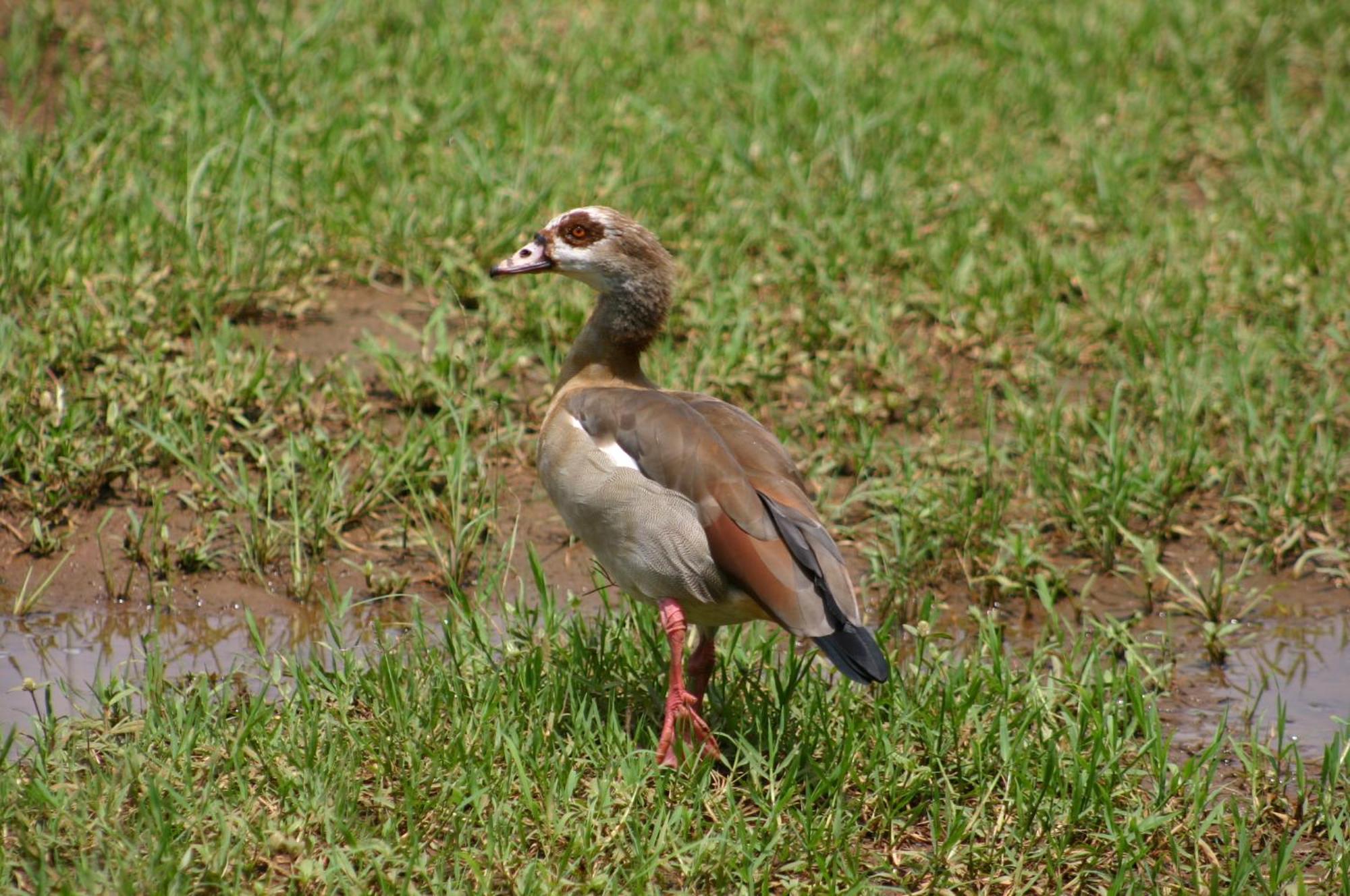 Grootgeluk Villa Mookgophong Luaran gambar